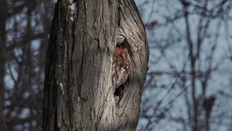 Screech Owl Sitting in a Tree Video stock 277173599
