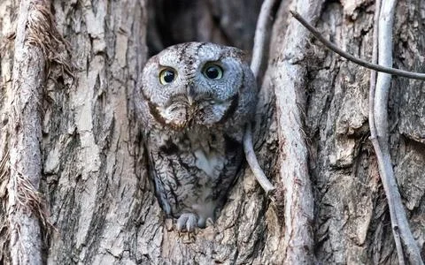 Screech owl - Time to Takeoff Stock Photos