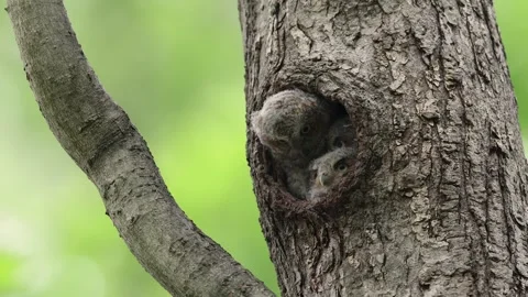 A Screech Owl Video Clip Stock Footage 336334498