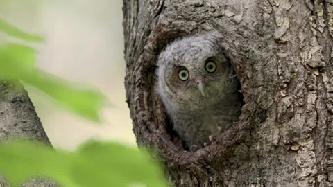 A Screech Owl Video Clip Stock Footage 336334505