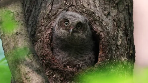 A Screech Owl Video Clip Stock Footage 336334569