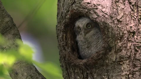 A Screech Owl Video Clip Stock Footage 336334750