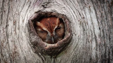 A Screech Owl Video Clip Stock Footage 336334949