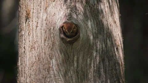 A Screech Owl Video Clip Stock Footage 336335144