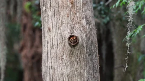 A Screech Owl Video Clip Stock Footage 336335457