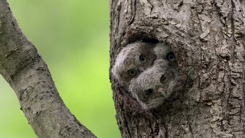 A Screech Owl Video Clip Stock Footage 339803069