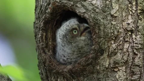 A Screech Owl Video Clip Stock Footage 339803133