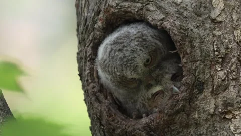 A Screech Owl Video Clip Stock Footage 339803256