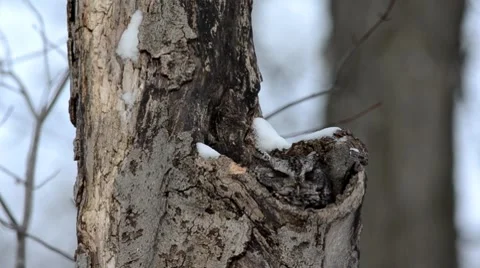 Screech owl.mp4 Stock-Footage 8516756
