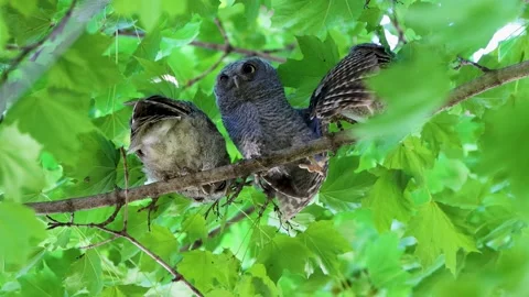Screech Owls Stock Footage 201027012