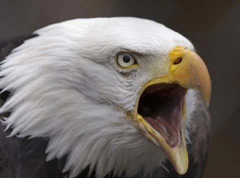 Screeching Bald Eagle Stock Photos
