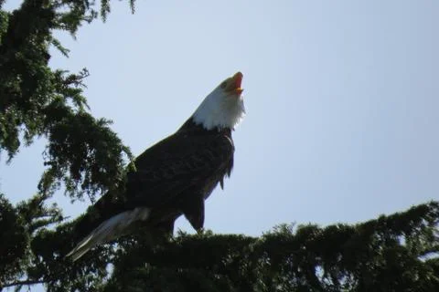 Screeching Call of the Bald Eagle Stock Photos