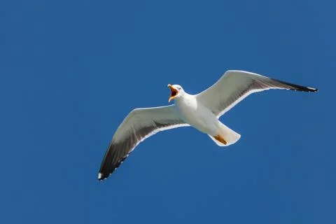 Screeching seagull with a deep blue sky Stock Photos