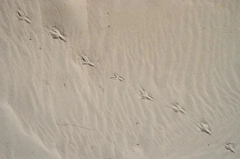 Screen background. Dry beach sand with bird footprints on it. Stock Photos