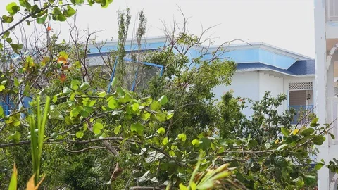 A screen door that was blown into the trees during a hurricane at a resort Stock Footage 86530314