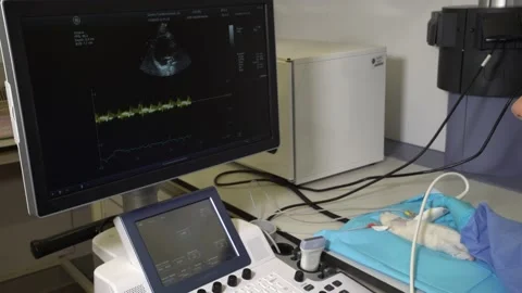 Screen of Electrocardiogram on Mouse for Surgery Stock-Footage 134212173