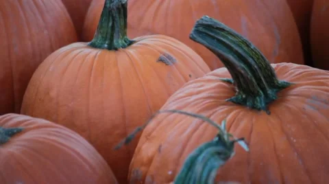 Screen Filled with Pumpkins Stock Footage 54554428