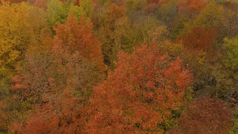 Screen filled shot of colored trees in fall viewed from a flying drone Stock Footage 119183122