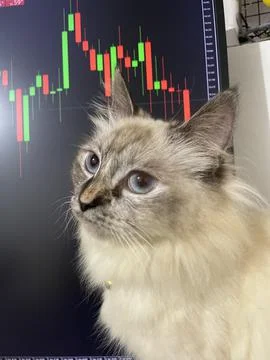 Screen guard cat 스톡 사진