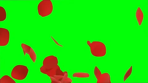 Screen transition.Anniversary looped background with falling red rose petals Stock Footage 309883300