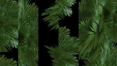 The screensaver is made up of blocks of fast-growing palm trees. Stock Footage 244625425