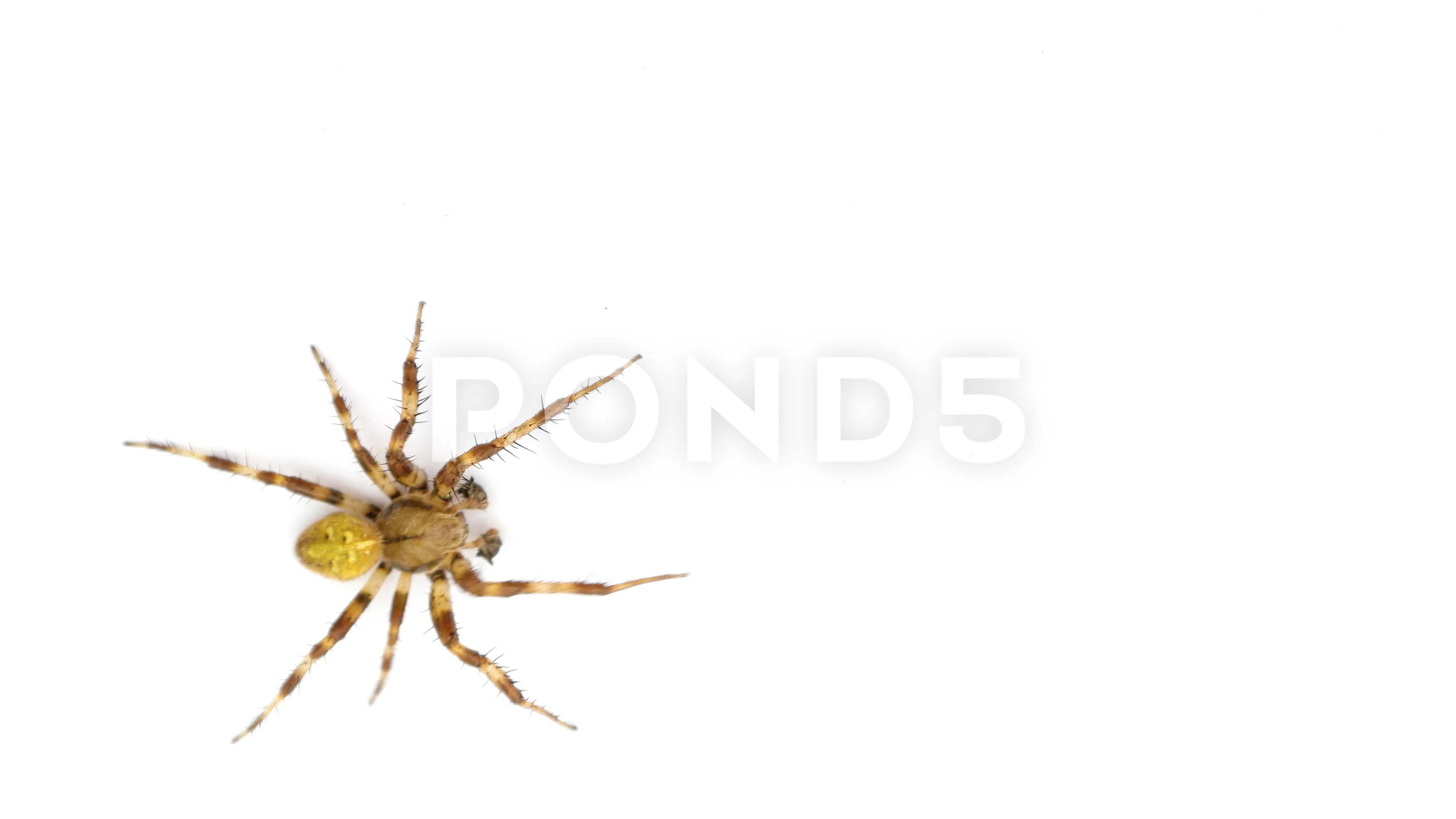 crawling spider screensaver