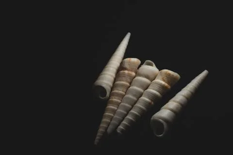 Screw cone shaped sea shell macro close up Stock Photos