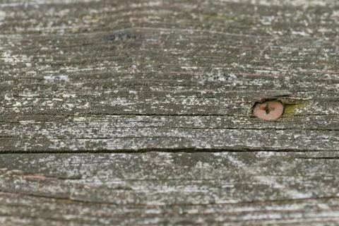 The screw Stock Photos