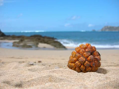 Screw pine fruit (pandanus tectorius) at Kuta Mandalika Beach Stock Photos