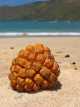 Screw pine fruit (pandanus tectorius) at Kuta Mandalika Beach 库存照片