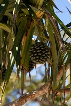 Screw pine fruit Pandanus utilis grows on a tree Stock-Fotos