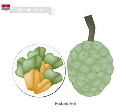 Screw Pine, A Native Fruit in Kiribati Stock Illustration