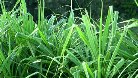 Screw Pine trees in the wind. Stockbeeldmateriaal 320136783
