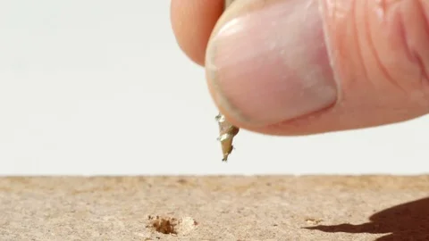 Screw positioned in chipboard hole &amp; driven by electric screw driver 動画素材 114451322