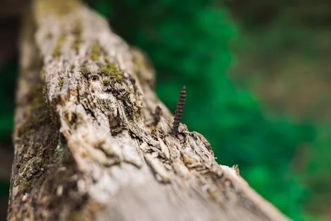 A screw in a tree branch Stock Photos