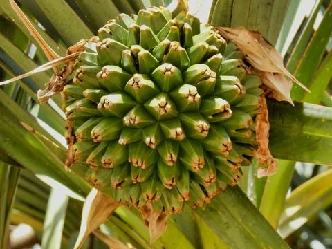 Screwpine aka Pandanus Utilis Bory. Stock Photos