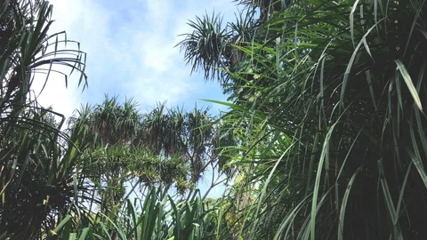 Screwpine Bush Forest with Blue Sky Stock-Footage 107460481