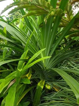 Screwpine leaf|Pandan leaves Stock Photos