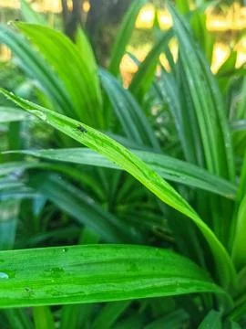 Screwpine  Stock Photos