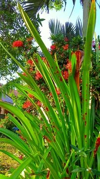 Screwpine plants Stock Photos