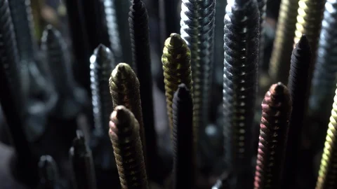 Screws in rotation Closeup. Stock Footage 99455037