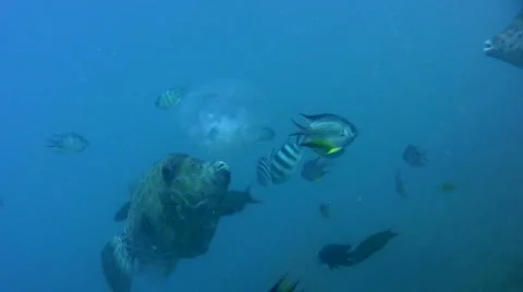 Scribbled filefish (Aluterus scriptus) eating jellyfish 스톡 동영상 6731989