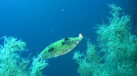 Scribbled filefish (Aluterus scriptus) Stock Footage 6731992