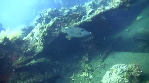 Scribbled filefish (Aluterus scriptus) 스톡 동영상 53235888