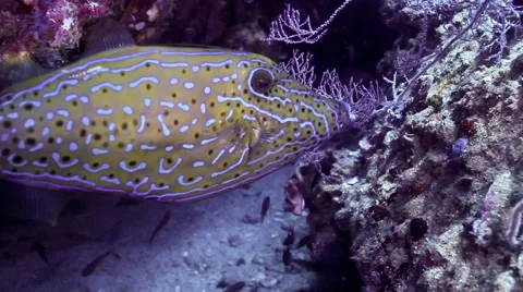 Scribbled filefish close up Video stock 58308120
