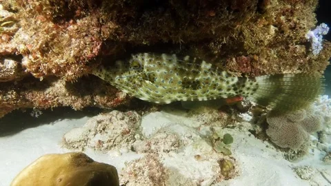 Scribbled filefish filmed at night 스톡 동영상 289046381