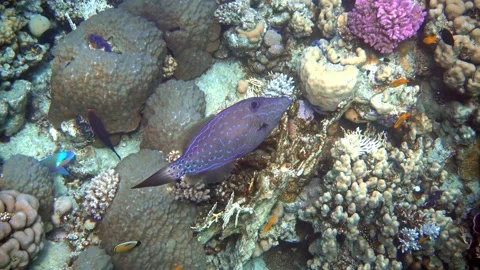 Scribbled  Filefish or Scrawled filefish - Red sea 4K video clip Video stock 159634516