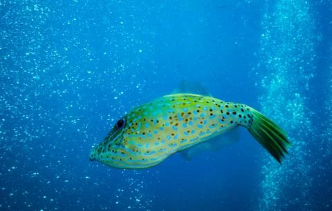 Scribbled fish Foto stock