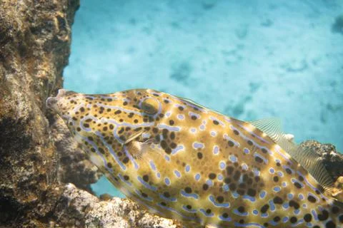 Scribbled Leatherjacket In close up Stock Photos
