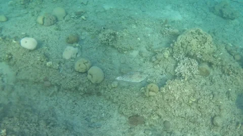 Scribbled Leatherjacket Cruising through Coral Reef Video stock 305922056